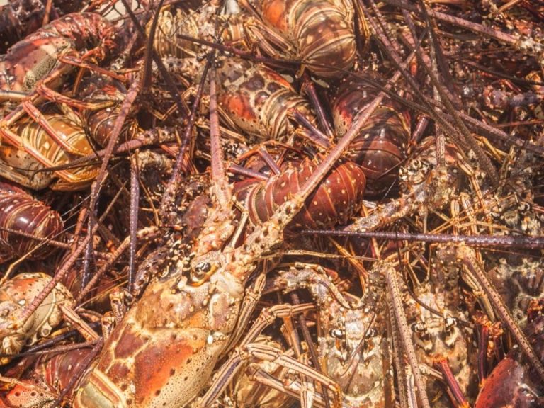 Foreign divers sue for access to crawfish season