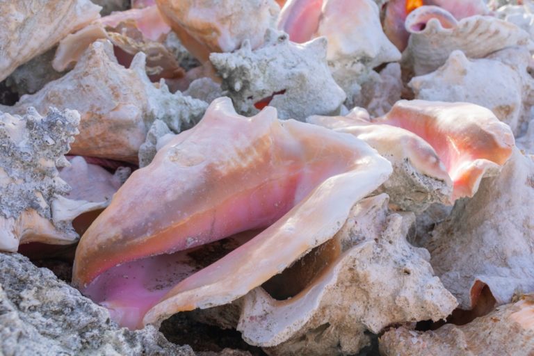 Conch vendor charged with hawking