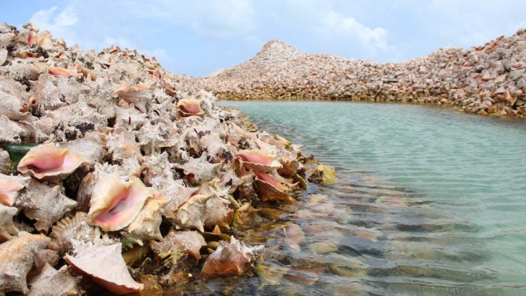 Man arrested for illegally dumping conch shells