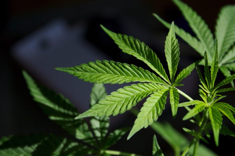 Tourist fined for medical marijuana